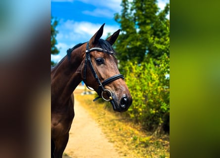 Cheval de sport allemand, Jument, 4 Ans, 164 cm, Bai brun