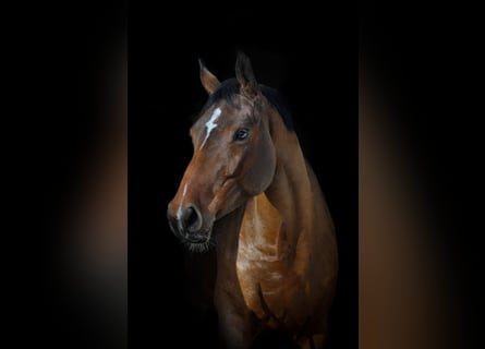 Cheval de sport allemand, Jument, 4 Ans, 164 cm, Bai