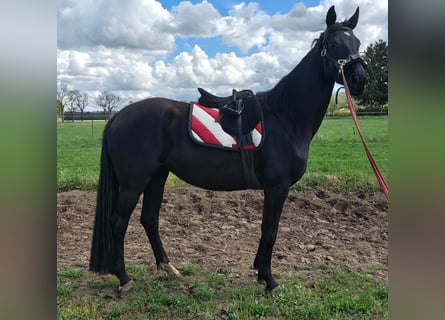 Cheval de sport allemand, Jument, 4 Ans, 164 cm, Noir