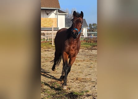 Cheval de sport allemand, Jument, 4 Ans, 165 cm, Bai cerise