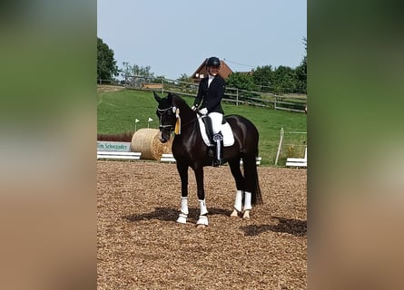 Cheval de sport allemand, Jument, 4 Ans, 166 cm, Noir