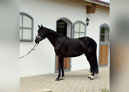 Cheval de sport allemand, Jument, 4 Ans, 166 cm, Noir