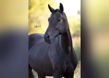 Cheval de sport allemand, Jument, 4 Ans, 167 cm, Bai brun