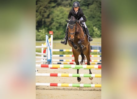 Cheval de sport allemand, Jument, 4 Ans, 167 cm, Bai