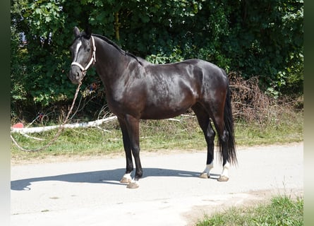 Cheval de sport allemand, Jument, 4 Ans, 167 cm, Noir