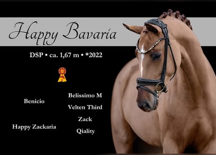 Cheval de sport allemand, Jument, 4 Ans, 168 cm, Alezan