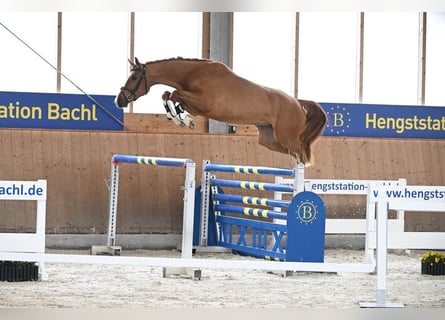 Cheval de sport allemand, Jument, 4 Ans, 168 cm, Alezan