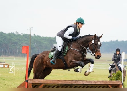 Cheval de sport allemand, Jument, 4 Ans, 168 cm, Bai
