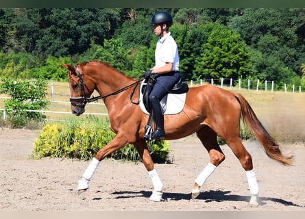 Cheval de sport allemand, Jument, 4 Ans, 170 cm, Alezan
