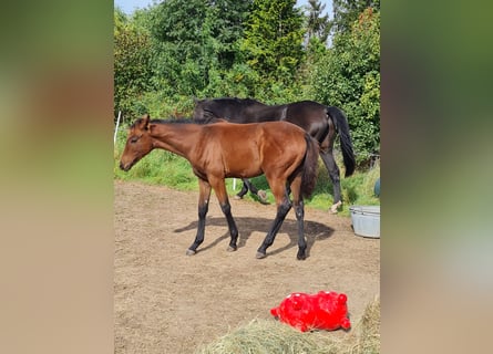 Cheval de sport allemand, Jument, 4 Ans, 170 cm, Bai cerise