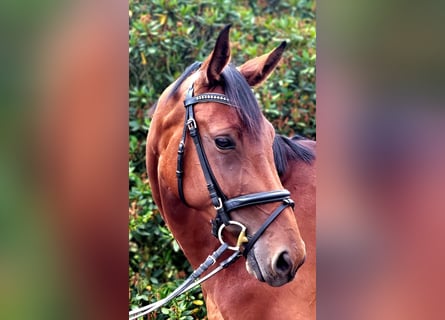 Cheval de sport allemand, Jument, 4 Ans, 170 cm, Bai