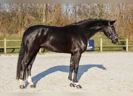 Cheval de sport allemand, Jument, 4 Ans, 171 cm, Noir