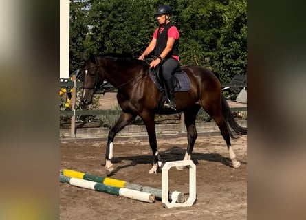 Cheval de sport allemand, Jument, 4 Ans, 174 cm, Bai brun