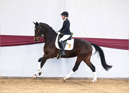 Cheval de sport allemand, Jument, 4 Ans, Bai