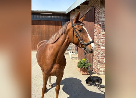 Cheval de sport allemand, Jument, 5 Ans, 153 cm, Alezan