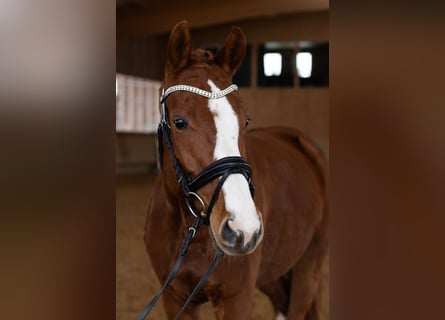 Cheval de sport allemand, Jument, 5 Ans, 160 cm, Alezan