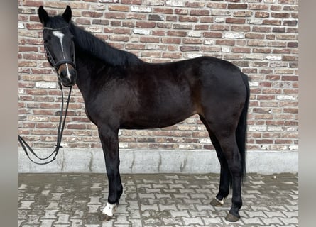Cheval de sport allemand, Jument, 5 Ans, 160 cm, Noir