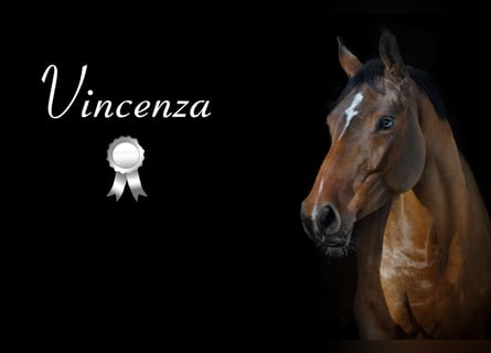 Cheval de sport allemand, Jument, 5 Ans, 164 cm, Bai