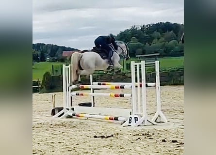 Cheval de sport allemand, Jument, 5 Ans, 164 cm, Gris