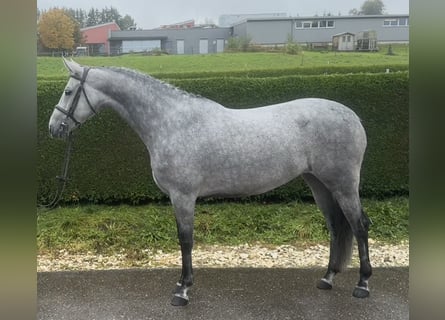 Cheval de sport allemand, Jument, 5 Ans, 164 cm, Gris pommelé