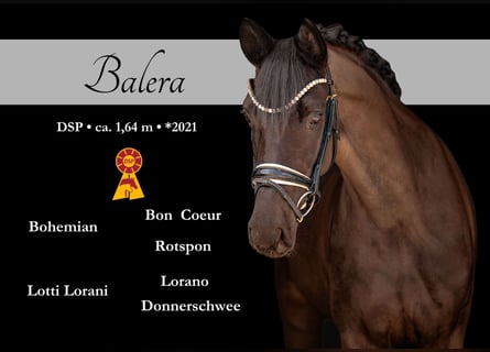 Cheval de sport allemand, Jument, 5 Ans, 164 cm, Noir