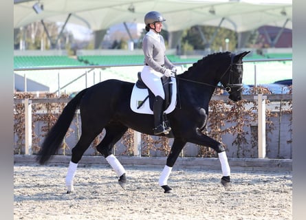 Cheval de sport allemand, Jument, 5 Ans, 164 cm, Noir