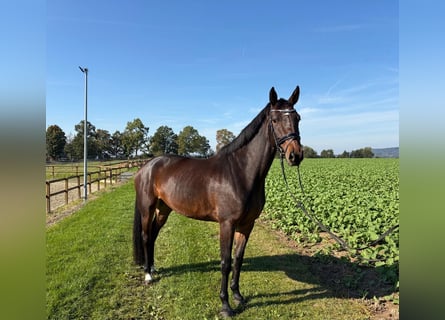 Cheval de sport allemand, Jument, 5 Ans, 165 cm, Bai