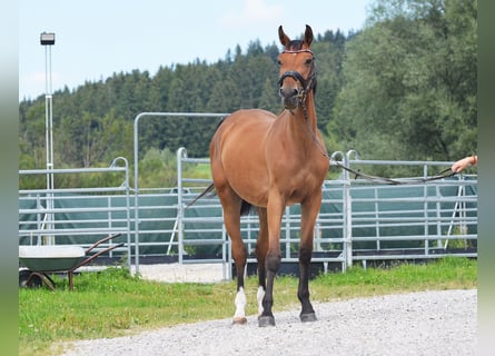 Cheval de sport allemand, Jument, 5 Ans, 165 cm, Bai