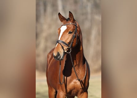 Cheval de sport allemand, Jument, 5 Ans, 165 cm, Bai