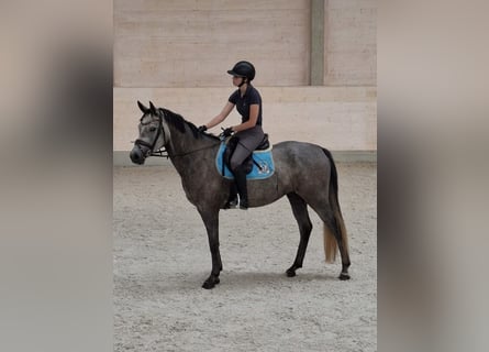 Cheval de sport allemand, Jument, 5 Ans, 165 cm, Gris