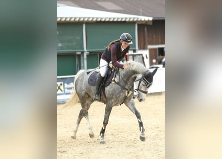 Cheval de sport allemand, Jument, 5 Ans, 165 cm, Gris pommelé