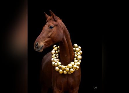 Cheval de sport allemand, Jument, 5 Ans, 167 cm, Alezan