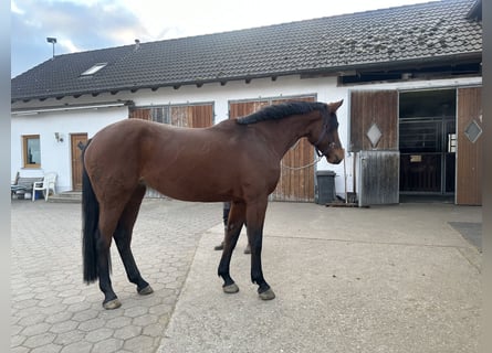 Cheval de sport allemand, Jument, 5 Ans, 167 cm, Bai