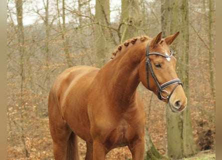 Cheval de sport allemand, Jument, 5 Ans, 168 cm, Alezan brûlé