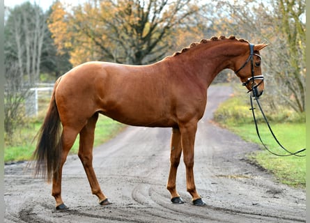 Cheval de sport allemand, Jument, 5 Ans, 168 cm, Alezan