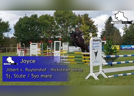 Cheval de sport allemand, Jument, 5 Ans, 168 cm, Bai brun