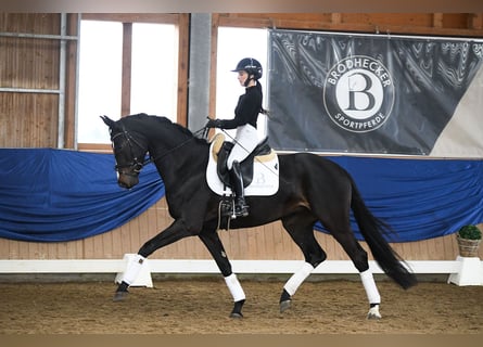 Cheval de sport allemand, Jument, 5 Ans, 168 cm, Bai brun foncé