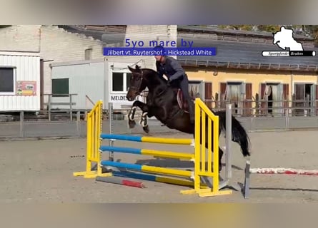 Cheval de sport allemand, Jument, 5 Ans, 168 cm, Bai brun