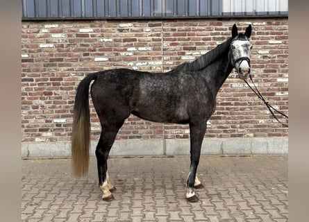 Cheval de sport allemand, Jument, 5 Ans, 168 cm, Gris pommelé