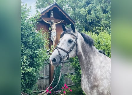 Cheval de sport allemand, Jument, 5 Ans, 168 cm, Gris pommelé