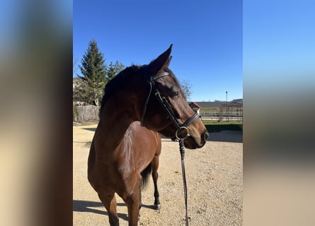Cheval de sport allemand, Jument, 5 Ans, 169 cm, Bai brun