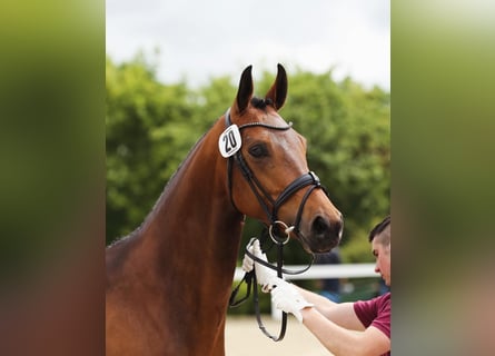 Cheval de sport allemand, Jument, 5 Ans, 169 cm, Bai