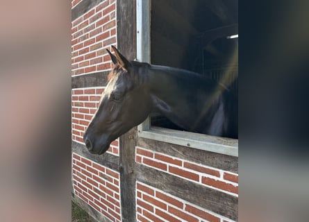 Cheval de sport allemand, Jument, 5 Ans, 169 cm, Noir