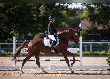 Cheval de sport allemand, Jument, 5 Ans, 170 cm, Alezan brûlé