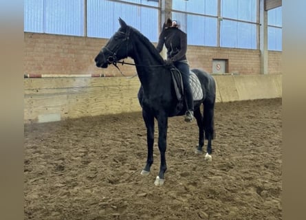 Cheval de sport allemand, Jument, 5 Ans, 170 cm, Bai brun foncé