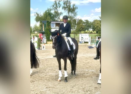 Cheval de sport allemand, Jument, 5 Ans, 170 cm, Bai
