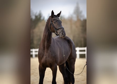 Cheval de sport allemand, Jument, 5 Ans, 170 cm, Noir