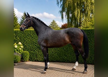 Cheval de sport allemand, Jument, 5 Ans, 171 cm, Bai brun