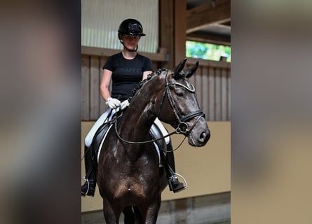 Cheval de sport allemand, Jument, 5 Ans, 172 cm, Bai brun foncé