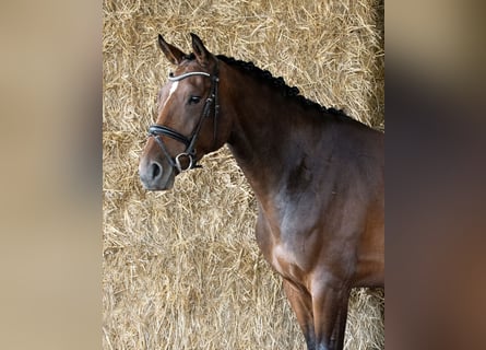 Cheval de sport allemand, Jument, 5 Ans, 172 cm, Bai